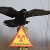 Мінекології хоче скоротити Чорнобильську зону відчуження до 10 кілометрів