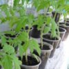 Сіємо розсаду помідоів: які дні сприятливі для майбутнього урожаю