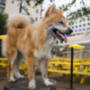 31 липня відзначається День безпородної собаки