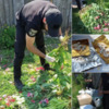 Поліцейські Чернігівського району знищили незаконний посів понад 1000 рослин маку та конопель