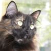 УВАГА!! До міжнародного дня кішок у Чернігові відкриється фотовиставка