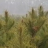 Тисячі зрубаних ялинок гниють на полях Чернігівщини