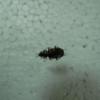 У Мезинському Національному природному парку виявили новий вид жуків. ФОТО