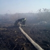 Оперативна інформація щодо пожеж в природних екосистемах Чернігівської області