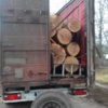 За добу поліція Чернігівщини виявила два кричущі факти незаконної порубки лісу