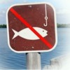 З 1 квітня забороняється вилов риби на 10-12 тижнів