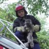 Рятувальники визволили кота, який застряг у вікні