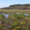 2 лютого – Всесвітній день водно-болотних угідь