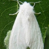 Білий американський метелик на Чернігівщині загрожує стати другим колорадським жуком