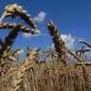 Ранні зернові культури на Чернігівщині вже зібрані з чверті площ