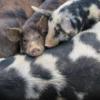 На Чернігівщині зафіксували спалах африканської чуми свиней