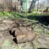 Піротехніки ДСНС України знищіли 5 артилерійських снарядів часів Другої світової війни