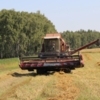 На Чернігівщині вже намолочено понад мільйон тонн зерна