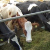 В Чернігівській області селяни отримують гроші за корів