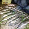 Чернігівський рибоохоронний патруль затримав 3 порушників із Сумщини