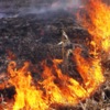 Впродовж доби рятувальники ліквідували 5 пожеж в природних екосистемах