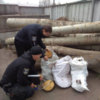Поліція відкрила кримінальне провадження за фактом незаконної порубки дерев
