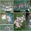 Чернігівським рибоохоронним патрулем за тиждень виявлено сім порушень зі збитками 11,0 тис.грн.