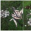 Чернігівський рибоохоронний патруль у 2018 році року провів 523 рибоохоронних рейдів