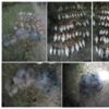 Чернігівський рибоохоронний патруль затримав правопорушників зі збитками 9,1 тис.грн.