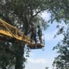 В Чернігові прибирають дерева, які можуть завдати шкоди