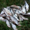 Чернігівський рибоохоронний патруль за тиждень викрив 17 порушень правил рибальства