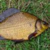 Червонокнижні види риб Чернігівщини. Карась золотий - заборона вилову та відповідальність