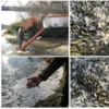 До р. Десна випущено майже 3 тонни молоді риб