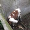 Борзнянський район: рятувальники визволили корову з силосної ями