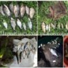 Протягом тижня викрито 39 порушень зі збитками 26 тис.грн, - Чернігівський рибоохоронний патруль