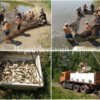 Річка Десна поповнилася майже 40 тис. екз. молоді риб, - Чернігівський рибоохоронний патруль