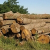 На Чернігівщині безкарно знищують ліси?