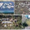 Рибпатрульні за один день роботи вилучили 27 кг незаконно добутої риби та 9 од. заборонених знарядь лову