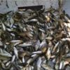 На Чернігівщині до р. Десна випущено більше тонни молоді риб
