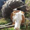 Борзнянський район: рятувальники вивільнили зі зливної ями корову