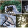 Чернігівським рибоохоронним патрулем протягом тижня викрито 30 порушень Правил рибальства