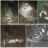 Протягом тижня у порушників вилучено 71 кг незаконно добутих водних біоресурсів та 34 од. заборонених знарядь лову
