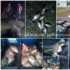 Чернігівським рибоохоронним патрулем протягом тижня викрито 66 порушень правил рибальства