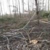 Незаконна рубка дерев на території ландшафтного заказника загальнодержавного значення 