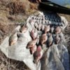 Чернігівським рибоохоронним патрулем біля с. Количівка викрито браконьєрів з 40 кг незаконно добутої риби