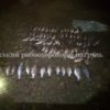 Чернігівським рибоохоронним патрулем біля с. Мньов викрито правопорушника з 12 кг незаконно добутої риби