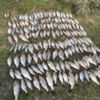 Чернігівським рибоохоронним патрулем за два дні вилучено 80 кг незаконно добутої риби зі збитками у розмірі майже 24 тис.грн.