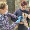 За чотири дні у Чернігові безкоштовно вакцинували від сказу 628 собак і котів