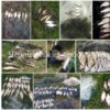 Чернігівським рибоохоронним патрулем протягом травня вилучено майже 290 кг незаконно добутої риби і понад 6 км сіток