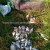 На Ріпкинщині викрито грубе порушення Правил рибальства з ознаками кримінального злочину