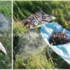 На Менщині викрито браконьєрів з 16 кг незаконно добутих водних біоресурсів