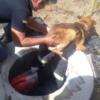 Коропський район: рятувальники вивільнили собаку, яка впала у шахту насосної станції