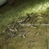 Чернігівським рибоохоронним патрулем викрито браконьєрів, які остями наловили риби на 6 тис грн