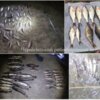 Чернігівським рибоохоронним патрулем за тиждень вилучено 124 кг незаконно виловленої риби