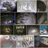 Чернігівським рибоохоронним патрулем протягом жовтня зафіксовано 153 порушення Правил рибальства
